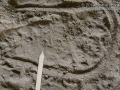 Pocket Mouse Tracks
