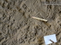 Rat Tracks