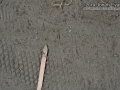 Striped Skunk Tracks