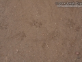 Toad Tracks