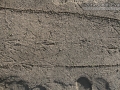 Vulture Tracks
