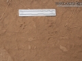 Western Gray Squirrel Tracks