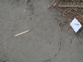 Woodrat Tracks