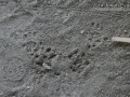 Woodrat Tracks