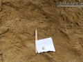 Bobcat Tracks