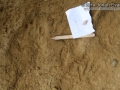 Bobcat Tracks