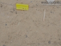 Brewer's Blackbird Tracks