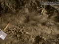 California Ground Squirrel Tracks