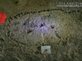 California Ground Squirrel Tracks