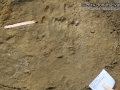 Cottontail Tracks