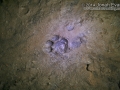 House Cat Tracks