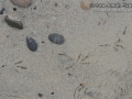 Tracking in San Diego County