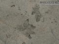 Mouse Digging