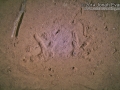 Owl Tracks