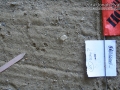 Peromyscus Tracks