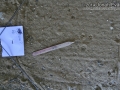 Pocket Mouse Tracks