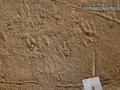 Quail Tracks