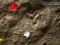 Raccoon Right Hind Track
