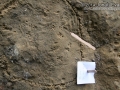 Rat Tracks