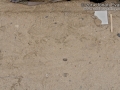 Rock Dove Tracks