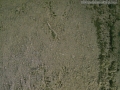 Shrew Tracks