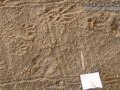Striped Skunk Tracks