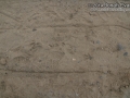 Willet Tracks