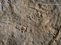 Woodrat Tracks