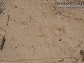 Badger Tracks
