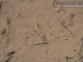 Badger Tracks