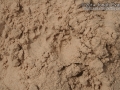 Badger Tracks