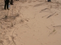 Badger Tracks (Obscure)