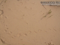 Badger Tracks (Obscure)