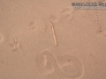 Caterpillar Tracks