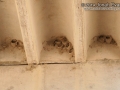 Cliff Swallow Nests