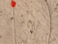 Cottontail Tracks