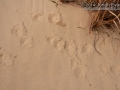 Coyote Urine Mark