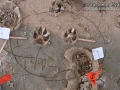 Dog Tracks