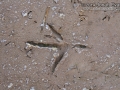 Great Blue Heron Tracks