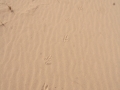 Great Horned Owl Tracks