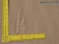 Great Horned Owl Tracks