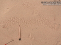 Jerusalem Cricket Tracks