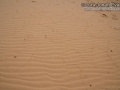 Mourning Dove Tracks
