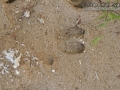 Peccary Tracks