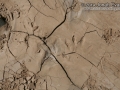 Raccoon Tracks