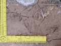Raccoon Tracks