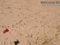 Turtle Tracks