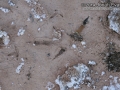Vulture Track