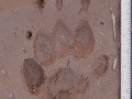 Badger Tracks