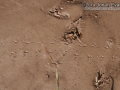 Beetle Tracks